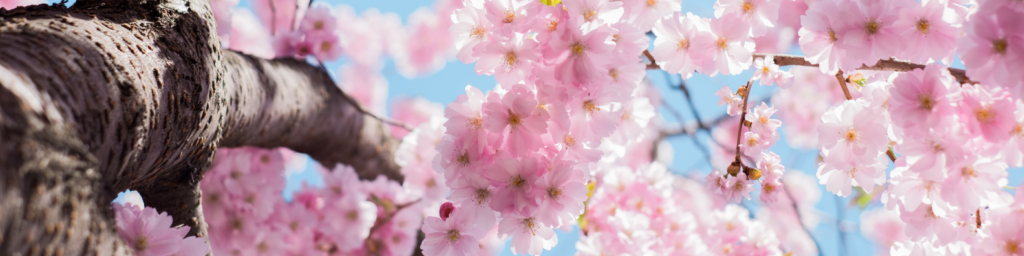 Blossoming Cherry Blossoms