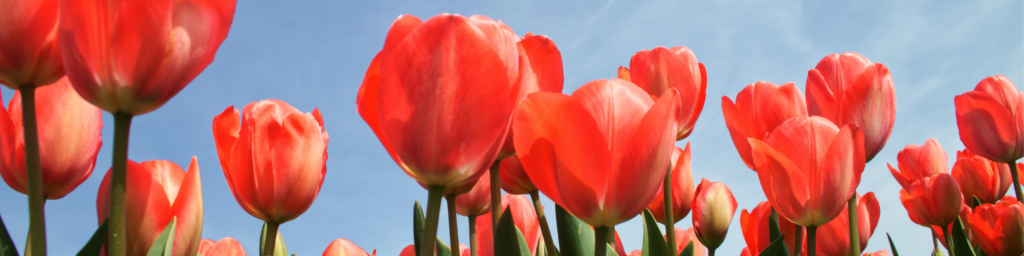 Beautiful Red Tulips